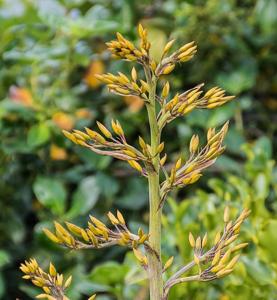 Phormium tenax