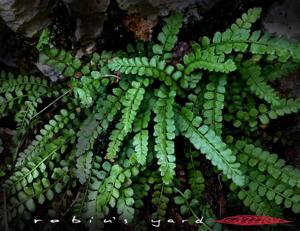 Asplenium viride