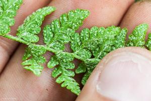 Woodsia ilvensis