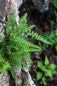 utils/thumbs/Aspleniaceae/Woodsia_cnqXCia2sVS3Cf3yZm3CMq.jpg