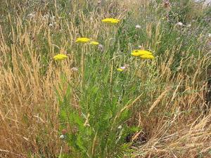 Achillea filipendulina