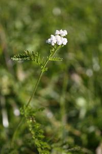 Achillea pratensis