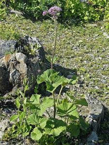 Adenostyles alliariae