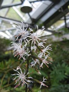 Ainsliaea cordifolia