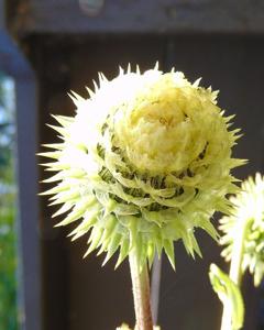 utils/thumbs/Asteraceae/Alfredia_3uMBbk7uM4uSgipnFwyrcG.jpg
