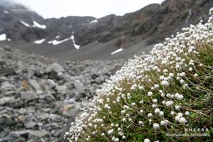 Anaphalioides alpina