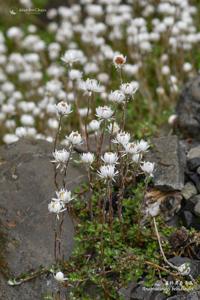 Anaphalioides alpina
