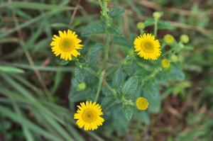 Anisopappus chinensis