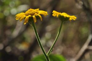 Anisopappus chinensis