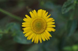Anisopappus chinensis