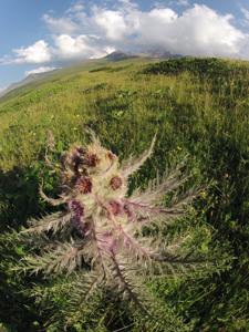 Arctium nidulans