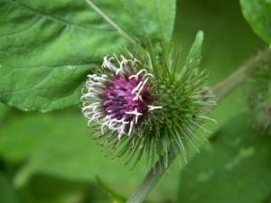 utils/thumbs/Asteraceae/Arctium_KQimSyxes4zHtrsT243MX3.jpg