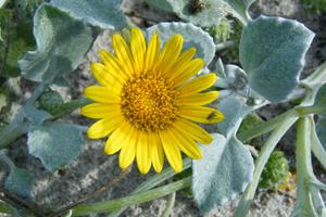 utils/thumbs/Asteraceae/Arctotheca_bGdBXYVS4BqBgH5ZQTET6K.JPG