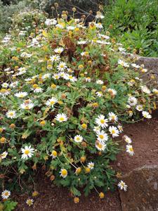 Argyranthemum coronopifolium