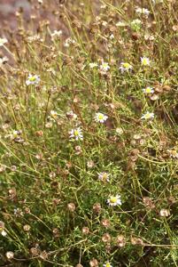 Argyranthemum foeniculaceum