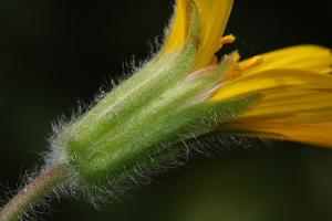 Arnica cordifolia