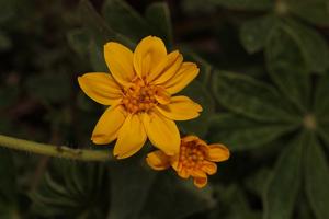 Arnica ovata