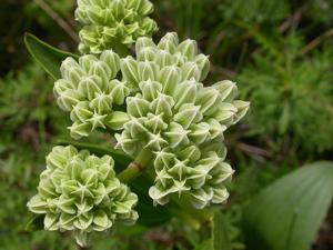 utils/thumbs/Asteraceae/Arnoglossum_WXv3GnVaZJptvUdcfaeyzz.jpg