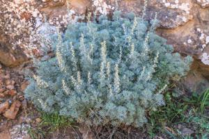 utils/thumbs/Asteraceae/Artemisia_K9GqQ2nbrejssNGcsiwqar.jpg