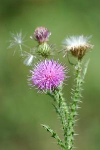 Carduus acanthoides