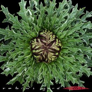 Carlina acanthifolia