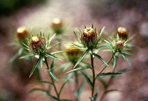 Carlina biebersteinii subsp. biebersteinii