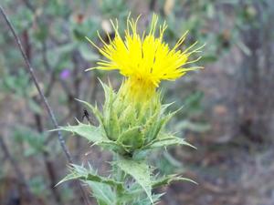 Carthamus lanatus