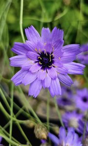 utils/thumbs/Asteraceae/Catananche_UoNAmBiwZDohpUbW67VMQM.jpg