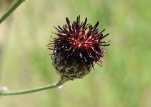 Centaurea atropurpurea
