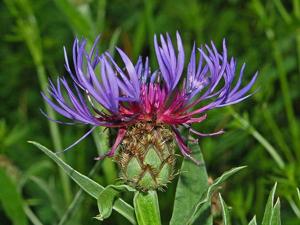 utils/thumbs/Asteraceae/Centaurea_W7A4XSa2Sz9yMBGk8ChP8B.jpg