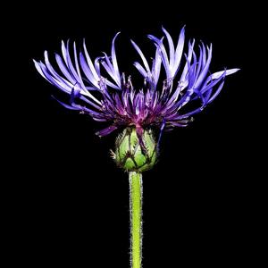 Centaurea montana