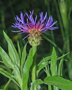 Centaurea triumfettii
