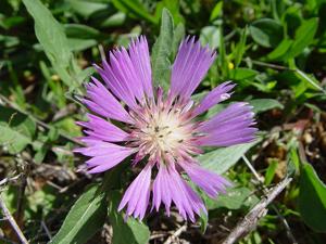 Centaurea pullata
