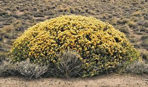 Chuquiraga avellanedae