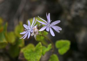 Cicerbita chiangdaoensis