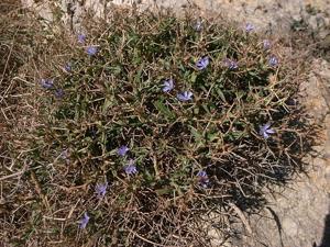 Cichorium spinosum