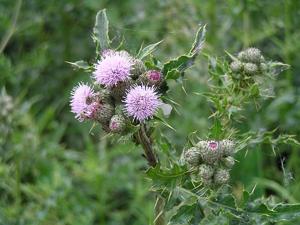 Cirsium arvense