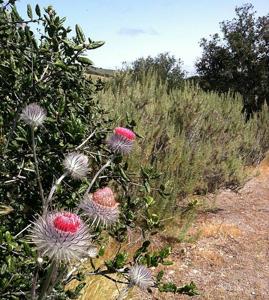 Cirsium occidentale