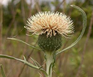 Cirsium pitcheri