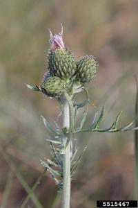 Cirsium pitcheri