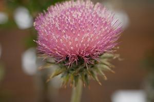Cirsium occidentale