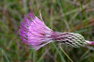 Cirsium lecontei