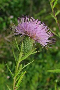 Cirsium altissimum