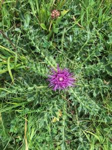 Cirsium acaule