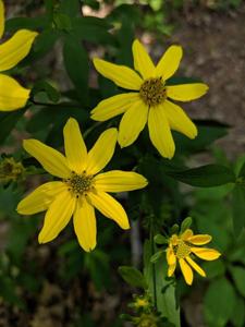 Coreopsis major