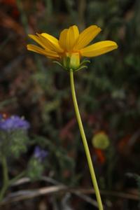Coreopsis bigelovii