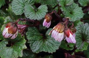 Cremanthodium rhodocephalum