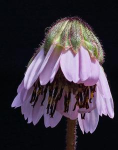 Cremanthodium rhodocephalum