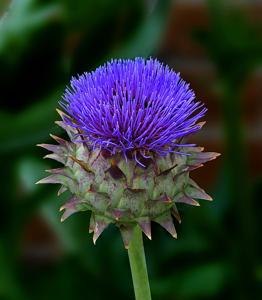 Cynara cardunculus