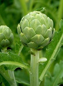 utils/thumbs/Asteraceae/Cynara_GGBoDQMkVZXVi3bGmr5g3F.jpg
